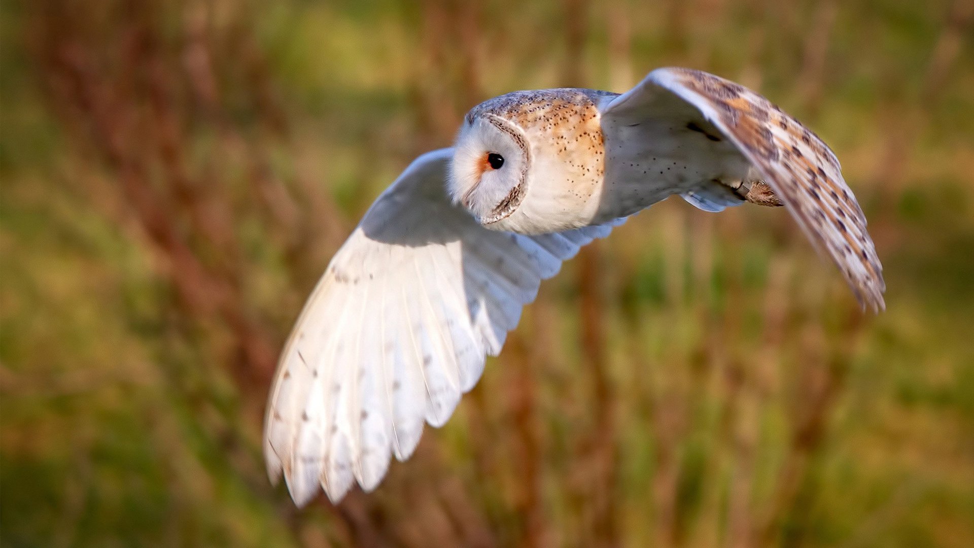 英超战火不断：精彩镜头层出不穷！，英超战术分析