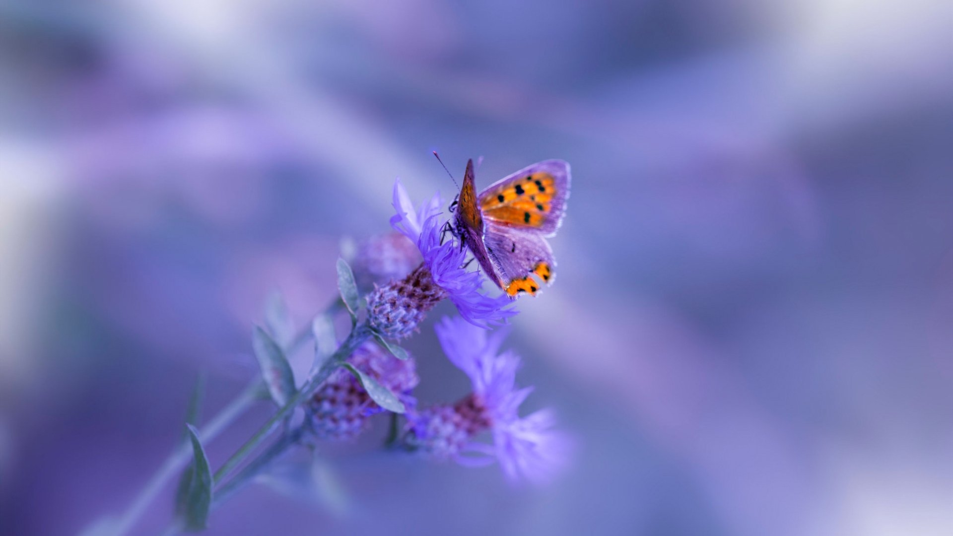 跳水稳健输出波兰锁定奖牌,bondar跳水