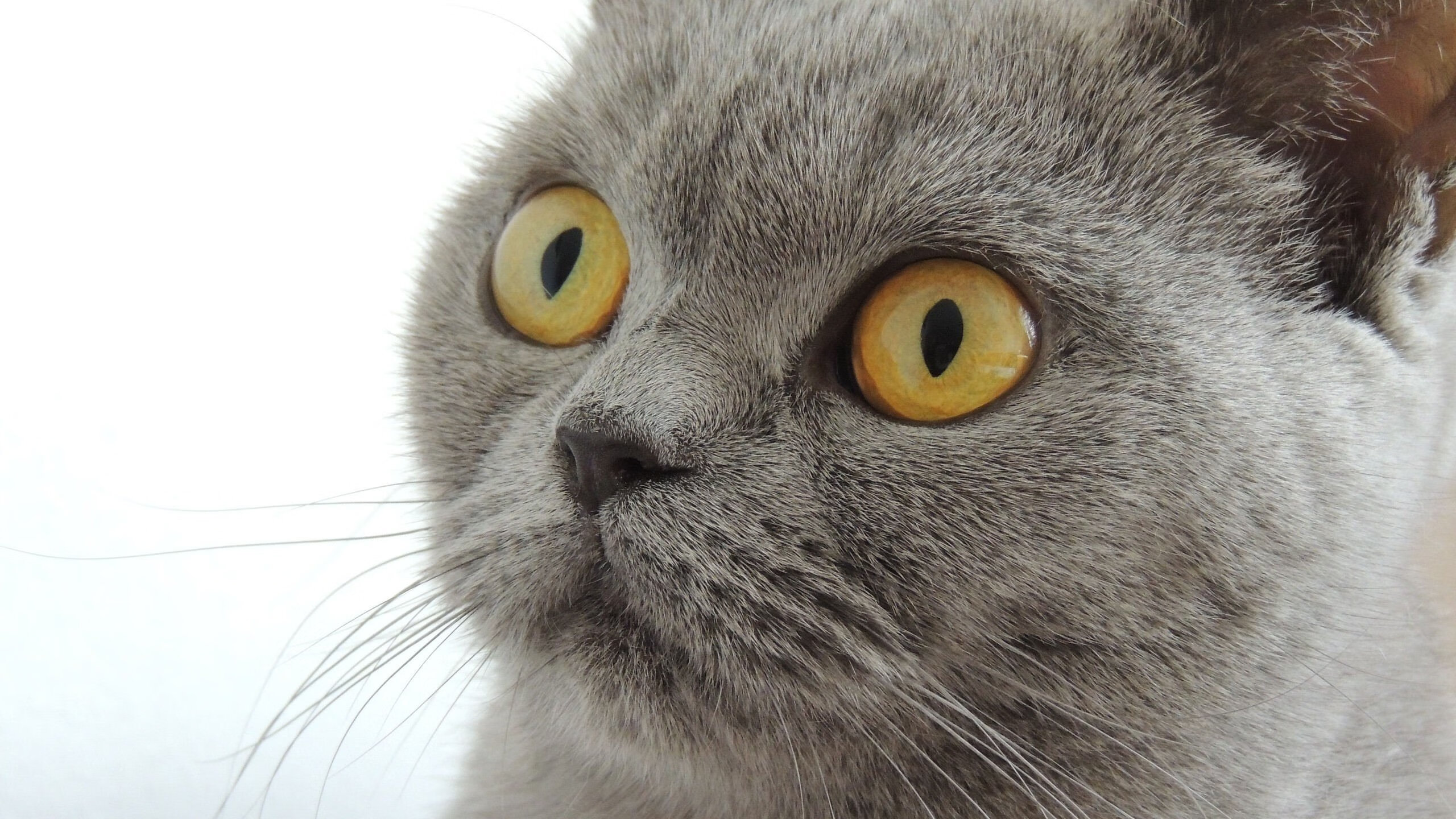 隆戈：新西兰橄榄球的传奇，重塑边锋角色的先驱，隆多橄榄球